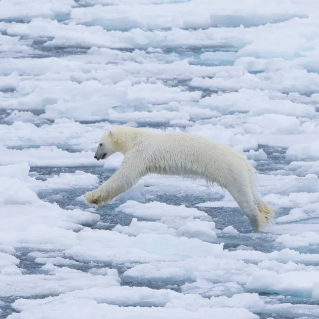 Eisbär in der Arktis